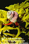 Hermit Crab images
