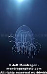 Jellyfish pictures