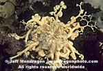 Common Basket Star pictures