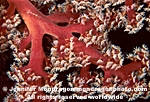 Soft Coral Polyps photos