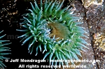 Giant Green Anemone pictures