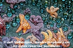 Ochre Stars pictures