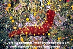 California Sea Cucumber pictures