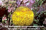 Orange Puffball Sponge images