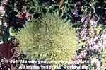 Tube Ball Sponge pictures