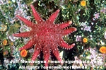 Rose Star images