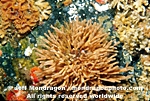 Stick Bryozoan images