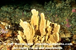 Glove Sponge pictures