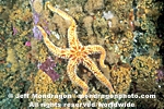 Rainbow Star pictures