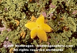 Wrinkled Star images