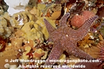 Ochre Star pictures