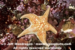 Leather Star photos