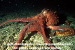 Giant Pacific Octopus pictures