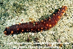 California Sea Cucumber pictures