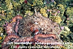 Giant Pacific Octopus images