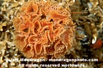 Lacy Bryozoan pictures