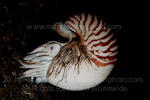 Chambered nautilus pictures