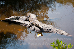 American Crocodile pictures