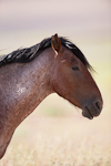 Wild horse images