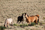Wild horses pictures