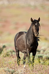 Wild horse images