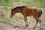 Baby Wild horse (colt) photos