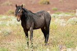 Wild horse images