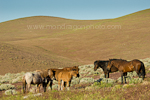 Wild horses photos