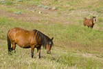 Wild horse images