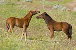 Baby Wild horses (colts) pictures
