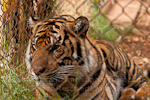 Sumatran tiger photos