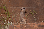 Meerkat images