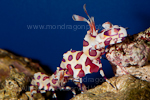 Harlequin shrimp pictures