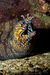 Dragon moray photos