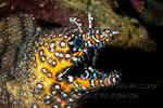 Dragon moray pictures