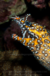 Dragon moray photos