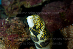 Snowflake moray photos