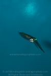 Bigfin reef squid images
