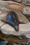 Hawaiian monk seal pictures