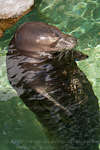 Hawaiian monk seal photos