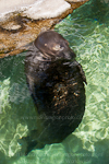 Hawaiian monk seal pictures