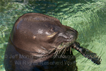 Hawaiian monk seal pictures