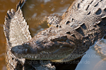 American Crocodile images