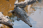 American Crocodile pictures