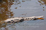 American Crocodile photos