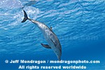 Spotted Dolphins pictures