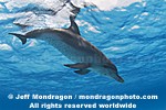 Spotted Dolphins photos
