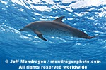 Spotted Dolphins pictures