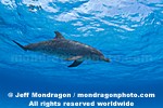 Spotted Dolphins photos