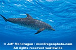 Spotted Dolphins photos